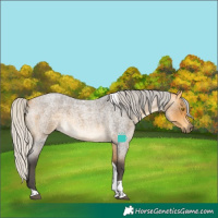 Horse Color:Silver Buckskin Roan Tobiano 