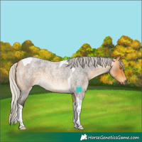 Horse Color:Silver Buckskin Roan Tobiano 