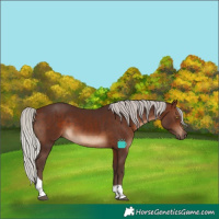 Horse Color:Silver Brown Tobiano