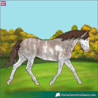Horse Color:Brown Dun Sabino Splash Skewed LP Spotted