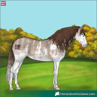 Horse Color:Brown Dun Sabino Splash Skewed LP Spotted