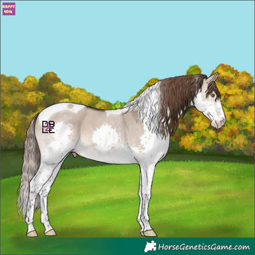 Horse Color:Bay Dun Sabino Splash Tobiano Skewed Appaloosa