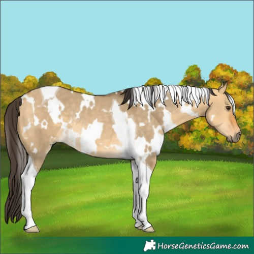Horse Color:White Spotted Buckskin Dun Tobiano Rabicano