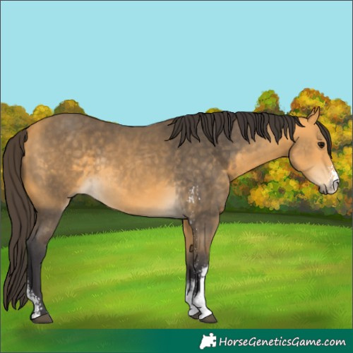 Horse Color:Buckskin Sabino Rabicano 