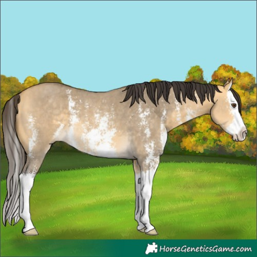 Horse Color:Buckskin Dun Sabino Splash Rabicano 