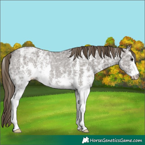 Horse Color:Smoky Grullo Ice Sabino Appaloosa Rabicano 