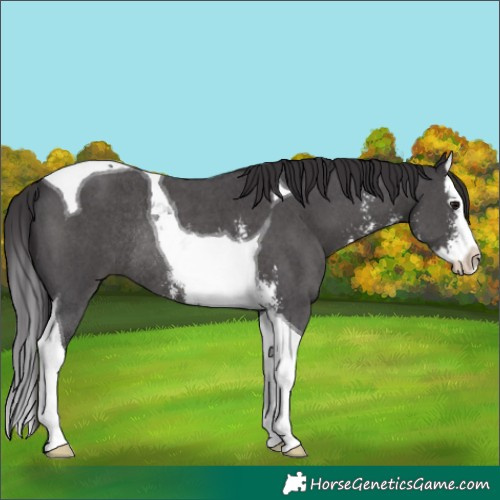 Horse Color:Smoky Black Sabino Splash Tobiano Rabicano 