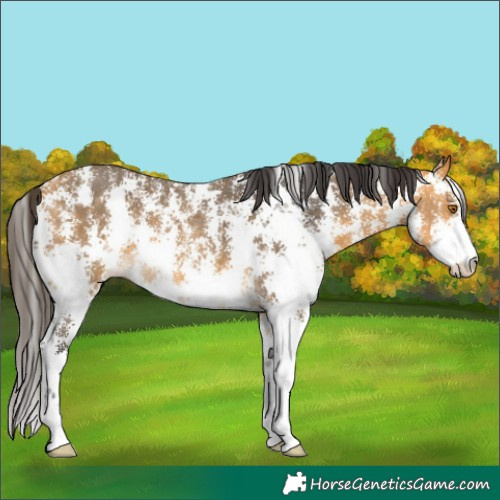 Horse Color:Buckskin Sabino Rabicano 