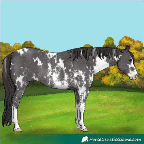 Horse Color:White Spotted Smoky Black Sabino Rabicano