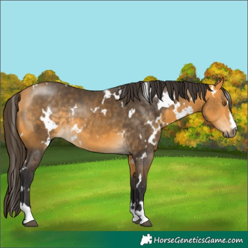 Horse Color:White Spotted Buckskin Rabicano