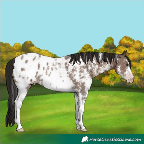Horse Color:Gray Classic Champagne Sabino Appaloosa 