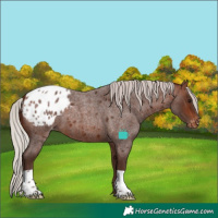 Horse Color:Silver Bay Roan Blanket