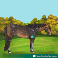 Horse Color:Buckskin Tobiano Appaloosa 