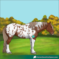 Horse Color:Chestnut Tobiano Blanket 