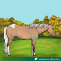 Horse Color:Silver Bay Dun Tobiano Varnish Rabicano 