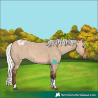 Horse Color:Silver Bay Dun Tobiano Blanket Rabicano