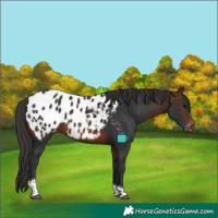 Horse Color:Brown Tobiano Appaloosa 