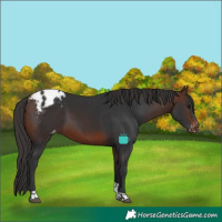Horse Color:Brown Tobiano Appaloosa 