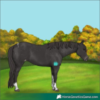 Horse Color:Smoky Black Tobiano Skewed LP Spotted