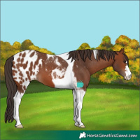 Horse Color:Bay Tobiano Skewed LP Spotted