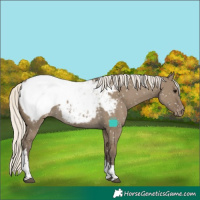 Horse Color:Silver Smoky Grullo Tobiano Snowcap