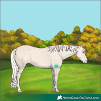 Horse Color:Cremello Tobiano Appaloosa 