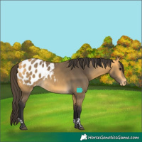 Horse Color:Buckskin Tobiano Blanket Rabicano 