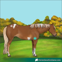 Horse Color:Gray Palomino Tobiano Appaloosa
