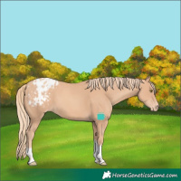 Horse Color:Gold Champagne Tobiano Appaloosa 