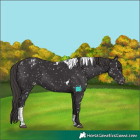 Horse Color:Smoky Black Tobiano Snowflake Varnish