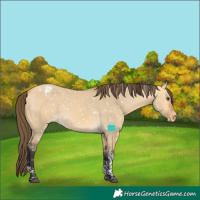 Horse Color:Buckskin Dun Tobiano Snowflake Varnish