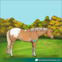 Horse Color:Palomino Tobiano Snowcap Rabicano