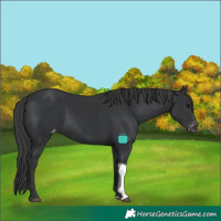 Horse Color:Black Tobiano Skewed LP Spotted 