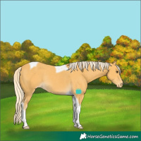 Horse Color:Palomino Tobiano Varnish Rabicano 