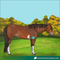 Horse Color:Bay Tobiano 