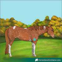 Horse Color:Chestnut Tobiano Snowflake Varnish
