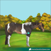 Horse Color:Buckskin Tobiano Skewed LP Spotted 