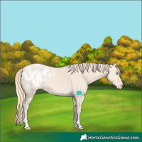 Horse Color:Perlino Tobiano Blanket