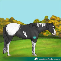 Horse Color:Black Splash Tobiano Snowcap 