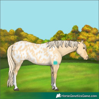 Horse Color:Palomino Dun Tobiano Appaloosa 