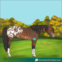 Horse Color:Bay Blanket 
