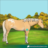 Horse Color:Palomino Tobiano Appaloosa 