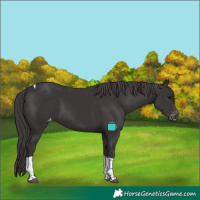 Horse Color:Smoky Black Tobiano Varnish 