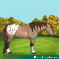 Horse Color:Bay Dun Tobiano Blanket 