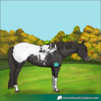 Horse Color:Smoky Black Tobiano Snowcap 