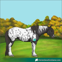 Horse Color:Smoky Black Tobiano Near Leopard 