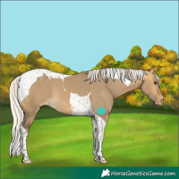 Horse Color:Silver Buckskin Dun Tobiano Appaloosa 