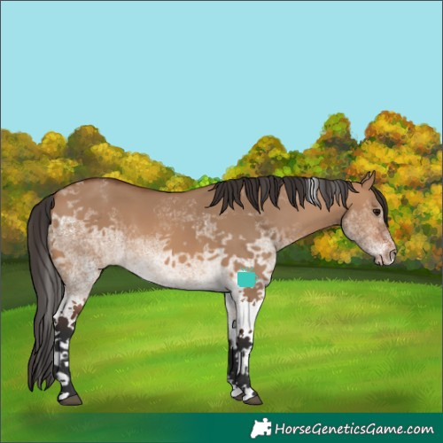 Horse Color:White Spotted Bay Dun Rabicano