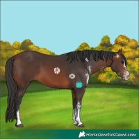 Horse Color:White Spotted Brown