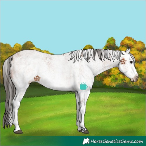 Horse Color:White Spotted Bay 